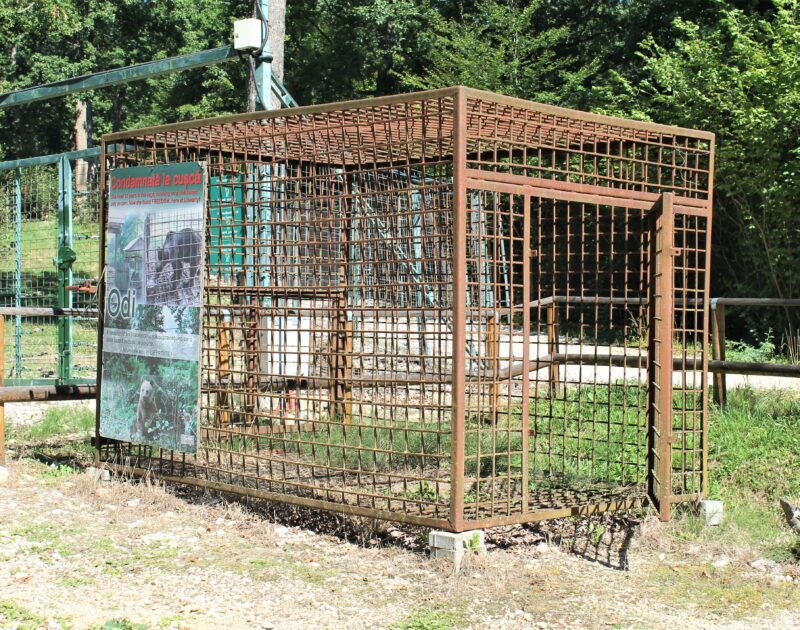 Bear-cage-exhibited-in-Libearty-Sanctuary