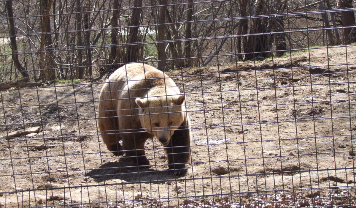 bear behind a fence - in Zarnesti bear sanctuary