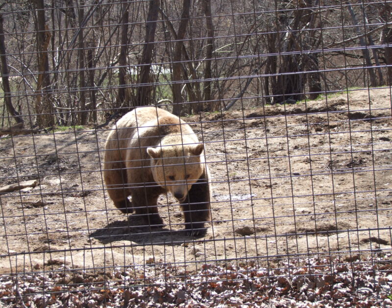 bear behind a fence - in Zarnesti bear sanctuary