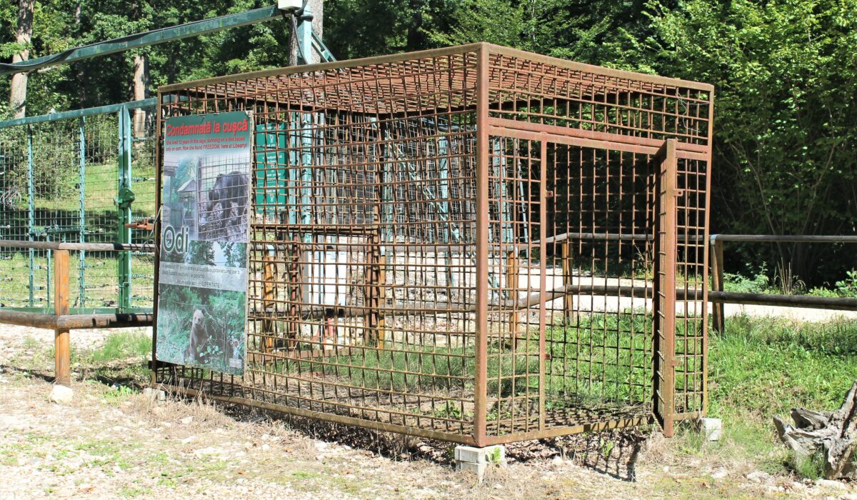 Bear cage exhibited in Libearty Sanctuary
