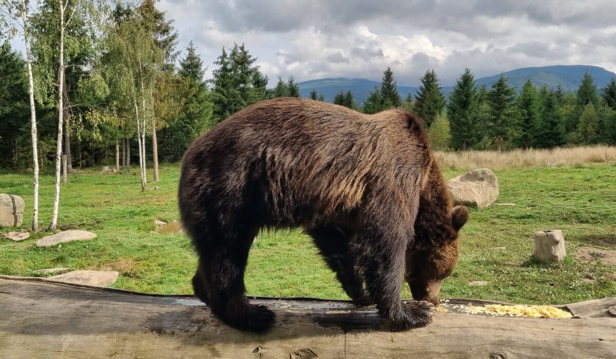 brown bear ecotourism