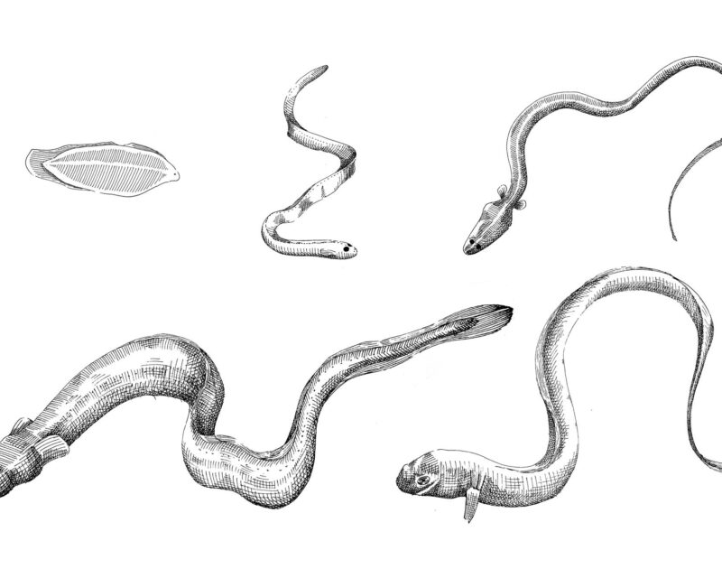 Sketches of different stages of European Eel lifecycle