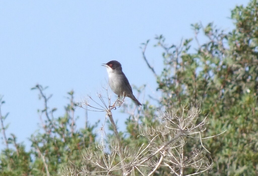 Sardinian warbler