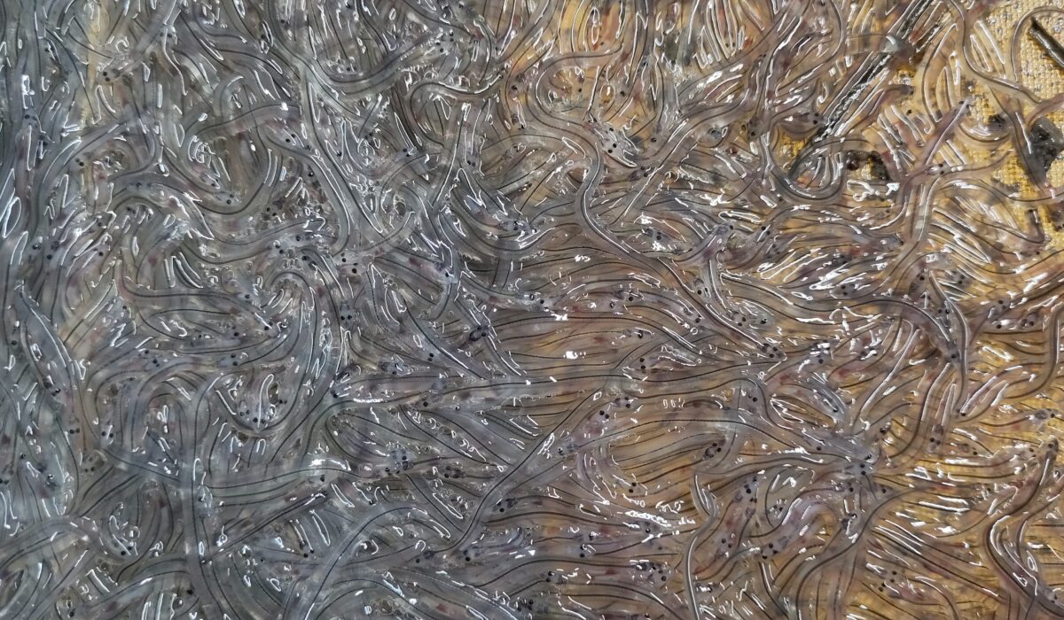 A dense cluster of tiny, transparent, worm-like European glass eels lying on a wet surface. Their bodies are slender and nearly see-through, with small dark eyes and faint internal lines visible. The animals overlap and intertwine, creating a swirling, textured pattern.