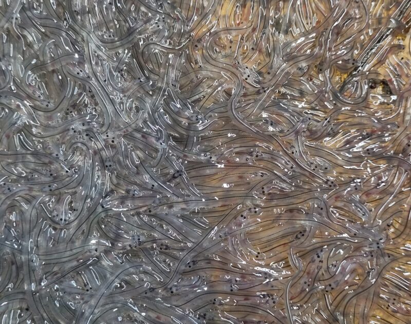 A dense cluster of tiny, transparent, worm-like European glass eels lying on a wet surface. Their bodies are slender and nearly see-through, with small dark eyes and faint internal lines visible. The animals overlap and intertwine, creating a swirling, textured pattern.
